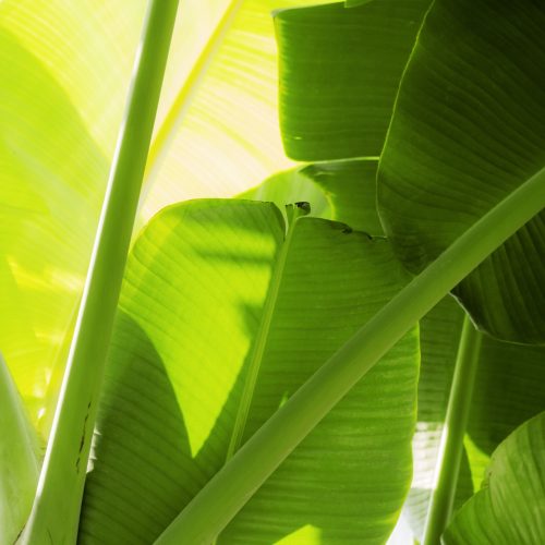bananas-leaves-with-sunlight-WMY3J85